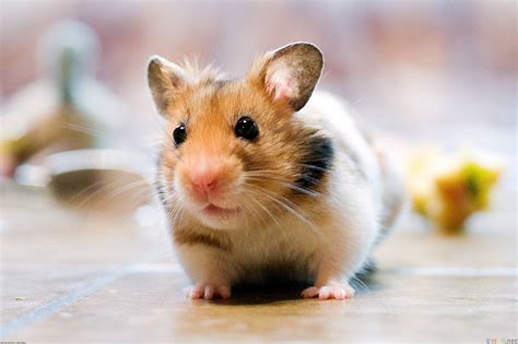 x hamster free pics|300+ Free Hamsters & Nature Photos